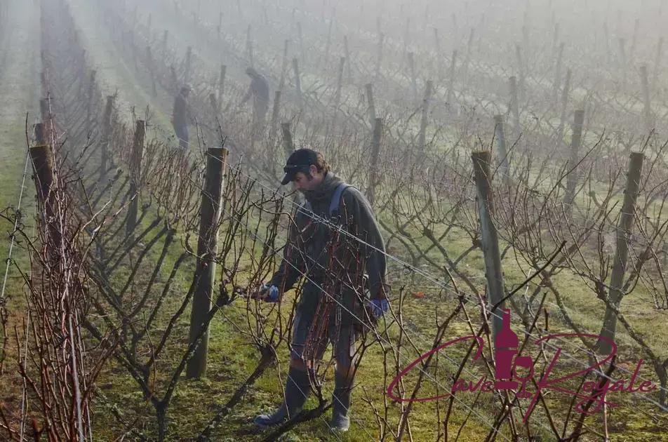 Kumeu River: Descubra o Melhor Chardonnay da Nova Zelândia