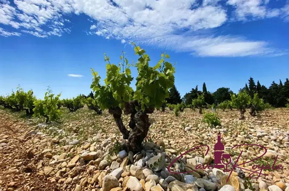 Top Vinhos de Rasteau, Cairanne e Vinsobres em 2023