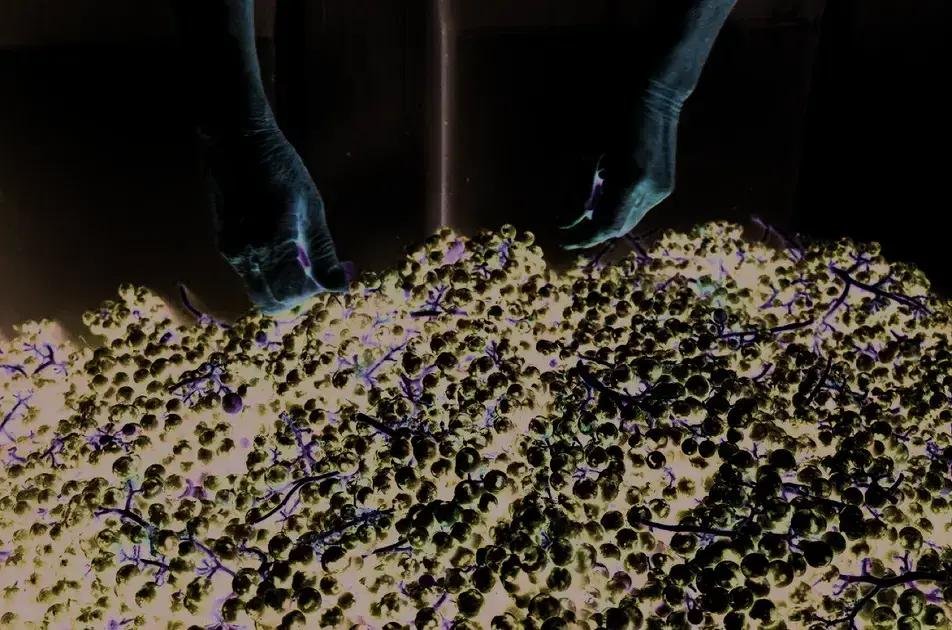 25 Melhores Syrahs e Shiraz do Hemisfério Sul
