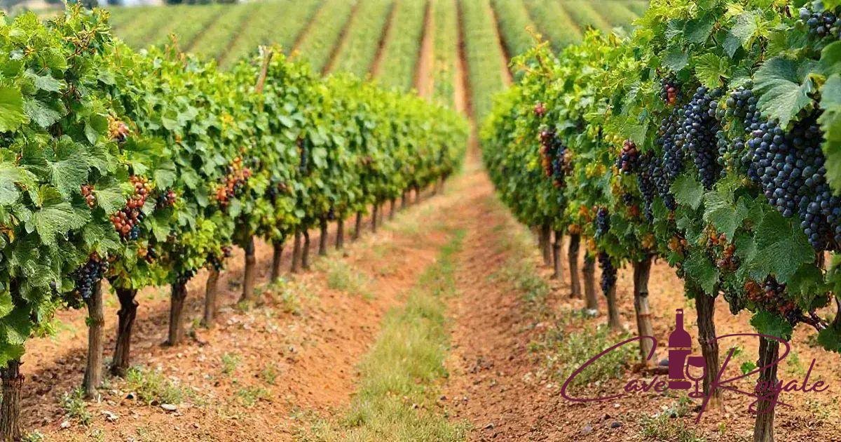 a-importancia-das-castas-autoctones-no-vinho Castas Autóctones: O Que São e Como Influenciam o Vinho