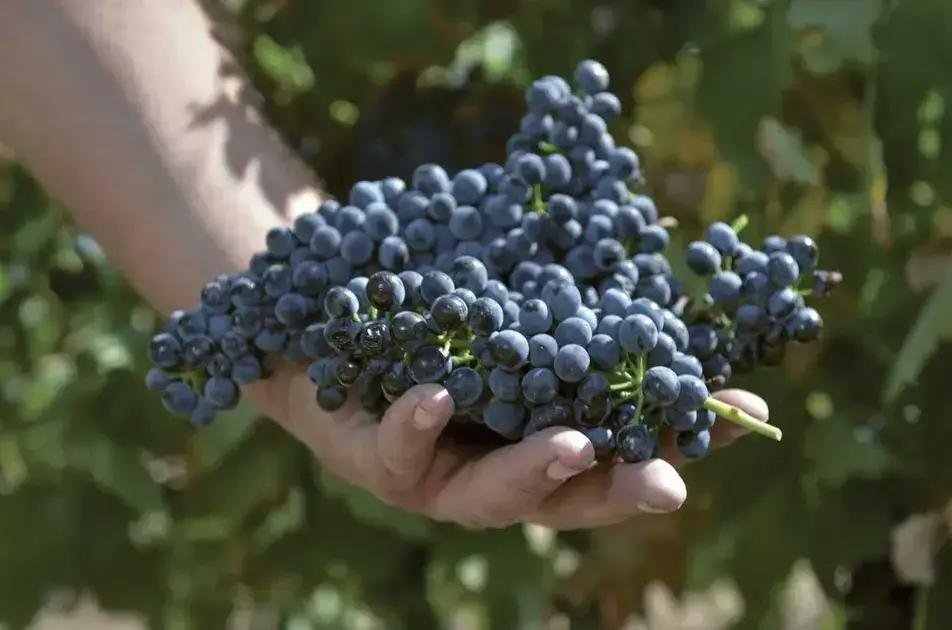 A Revolução nos Vinhos Espanhóis: O Que Esperar?