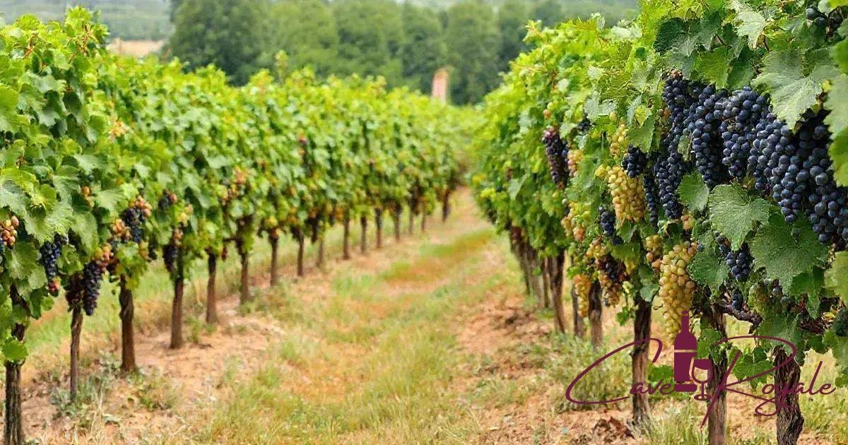 cultivo-e-preservacao-das-castas-autoctones Castas Autóctones: O Que São e Como Influenciam o Vinho