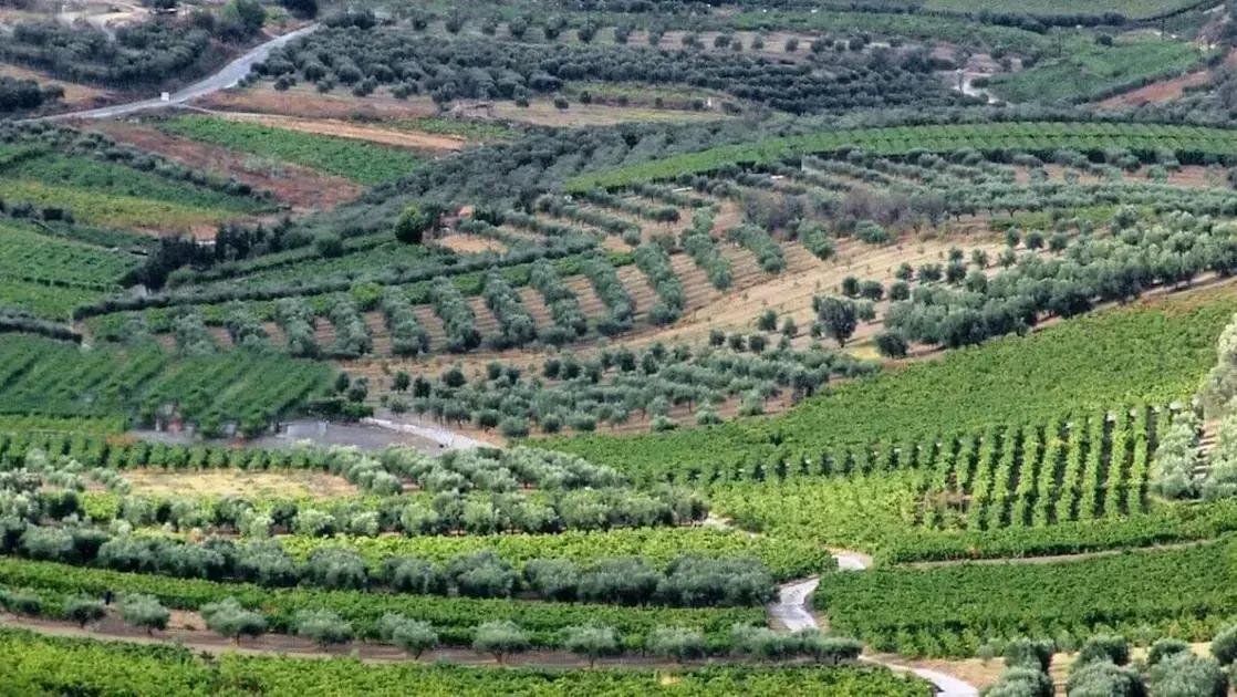 5 Regiões Vinícolas Emergentes que Você Precisa Conhecer