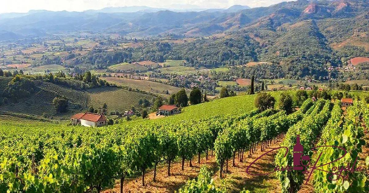 a-historia-da-duracina-uva-e-suas-vinicolas Duracina Uva Vinhos Premium: Desvende a Qualidade Incomparável