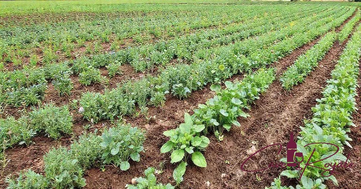como-identificar-solo-franco-argiloso Solo Franco Argiloso: Principais Características e Importância para a Viticultura