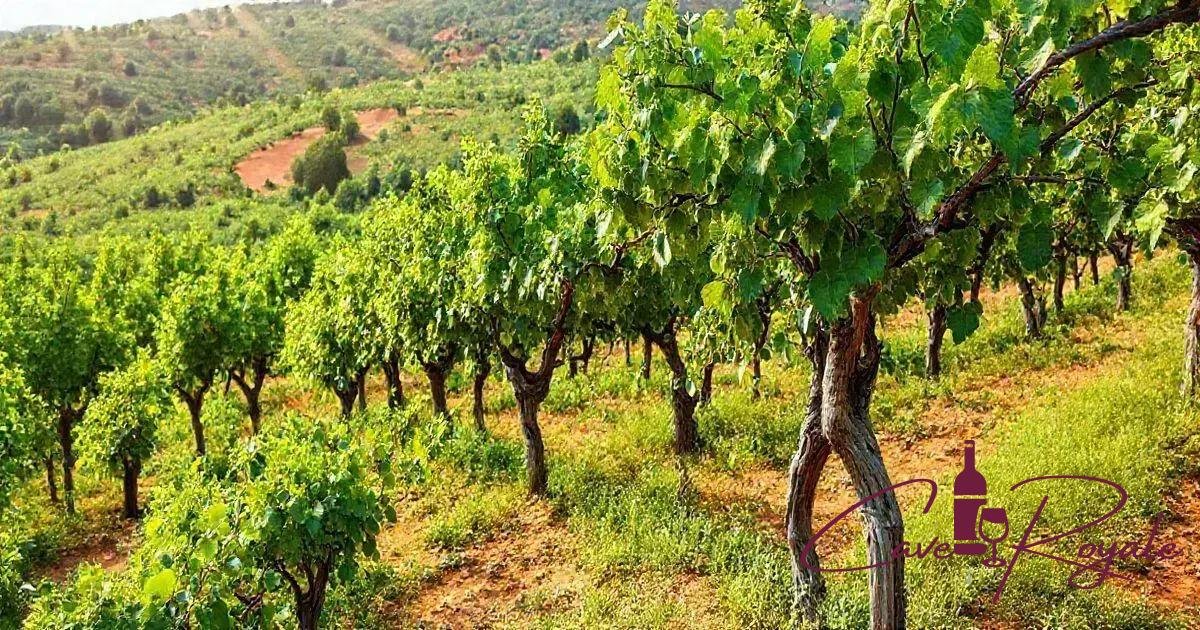 Solo Franco Argiloso: Principais Características e Importância para a Viticultura