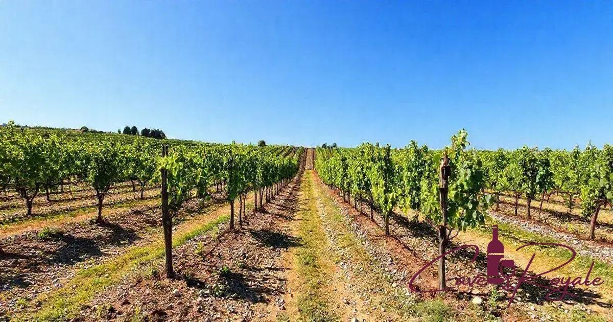 Xisto e Drenagem de Vinhedos: A Arte de Cultivar Vidas no Solo