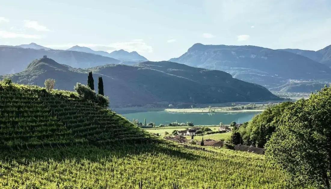 5 Vinhos Refrescantes para Combater o Calor
