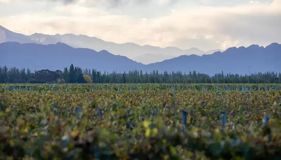 5 Vinhos Tintos Alternativos ao Malbec