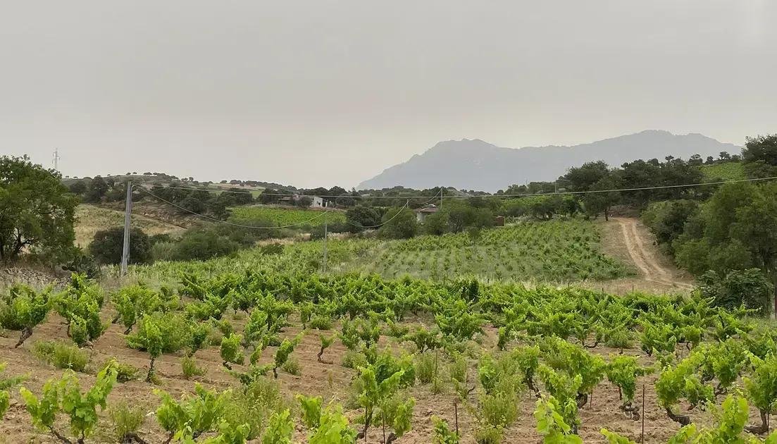 Descubra os Vinhos de Mamoiada: Tradição e Sabor