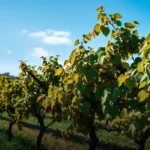 Entenda a influência de vinhas velhas no perfil dos vinhos