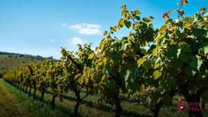 Entenda a influência de vinhas velhas no perfil dos vinhos
