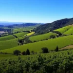 Rota dos vinhos na Argentina: guia para a viagem perfeita!