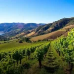 Vinho Tinto Português Quatro Ventos Douro