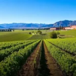 Vinhos do Novo Mundo: o que são e quais as características