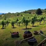 Vinhos gregos: descubra a história da viticultura do país!