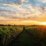 Avanços da Chardonnay em Willamette Valley: O que traz 2023?