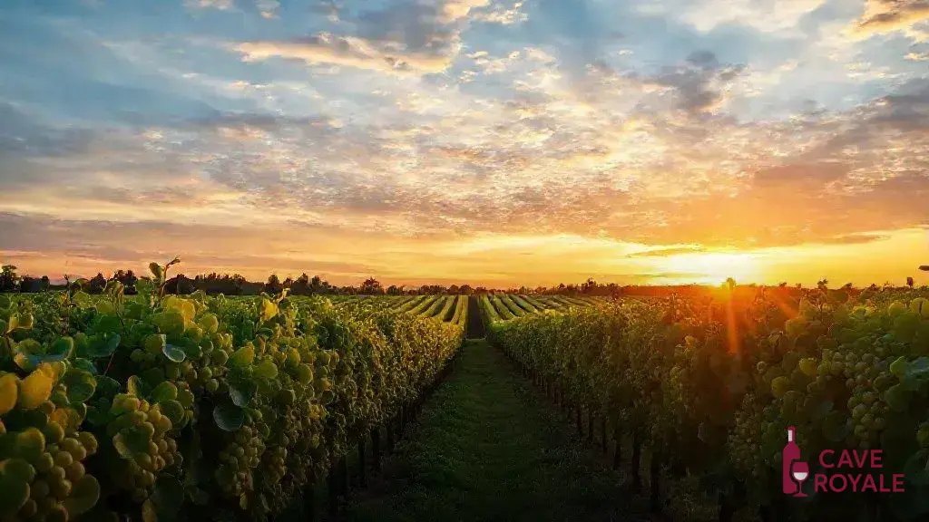 Avanços da Chardonnay em Willamette Valley: O que traz 2023?