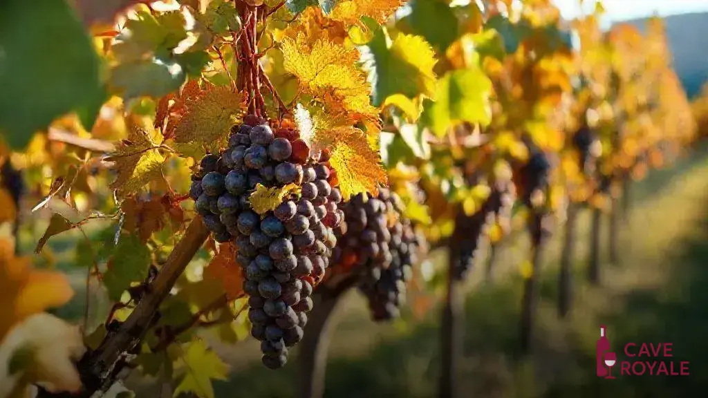 Descubra os encantos das novas tendências dos vinhos em novembro