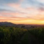 La Despensa: O Sangiovese do Vale do Colchagua que Encanta