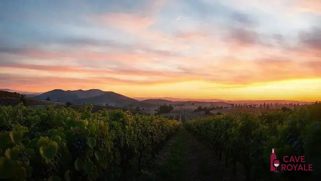 La Despensa: O Sangiovese do Vale do Colchagua que Encanta