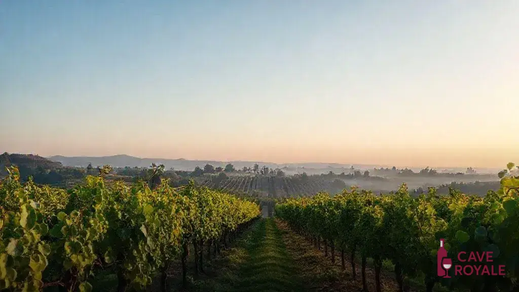 O impacto das mudanças climáticas na viticultura