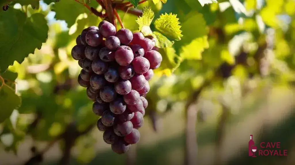 o-que-e-bonarda Descubra a nova onda de Bonardas argentinas que estão conquistando vinícolas