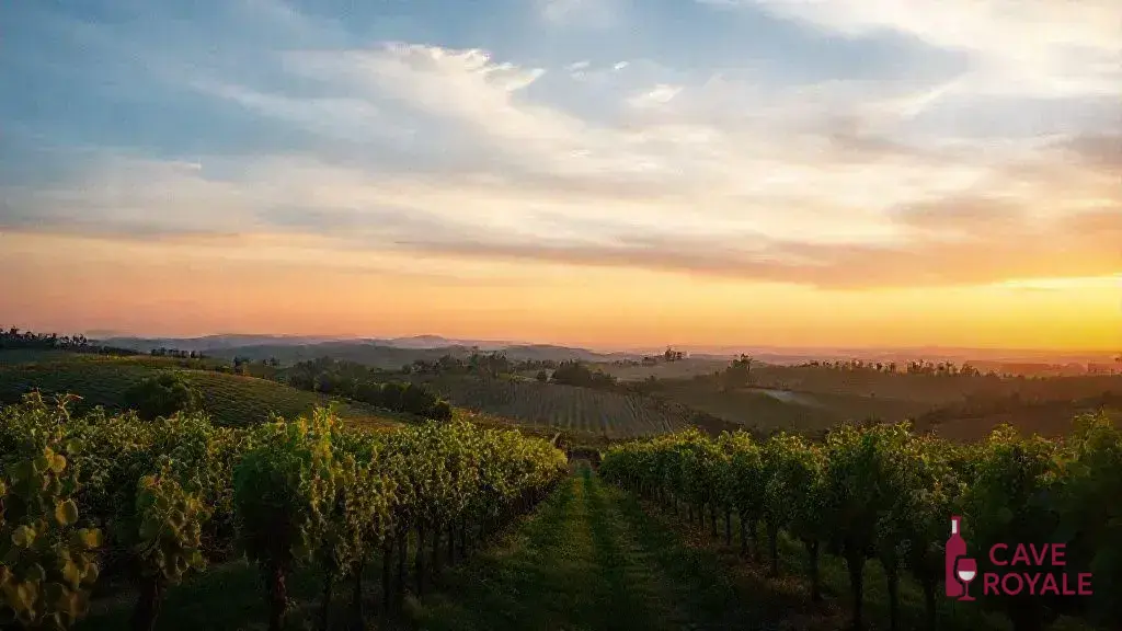 Resultados do painel de degustação de vinhos da Maremma Toscana