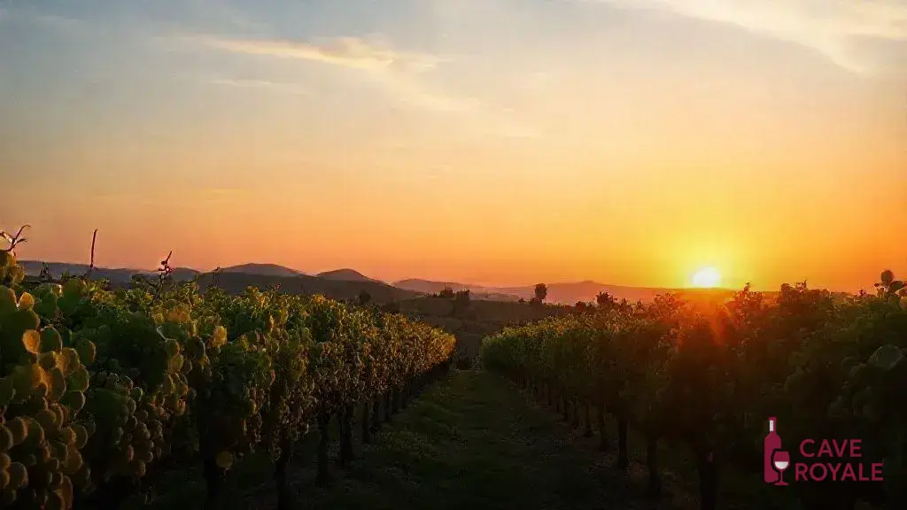 vinhos-da-sicilia-variedades-dicas-e-harmonia-perfeita Descubra os vinhos da Sicília: variedades e dicas imperdíveis