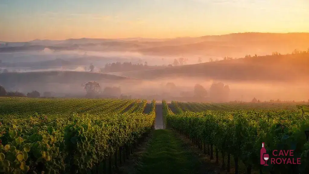 Vinhos Ingleses: O Desafio do Cultivo em Clima Adverso