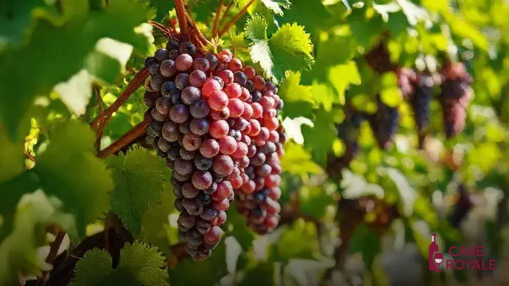 beaumes-de-venise-tasting-notes-and-highlights Descubra os melhores vinhos de Gigondas, Vacqueyras e Beaumes de Venise em 2024