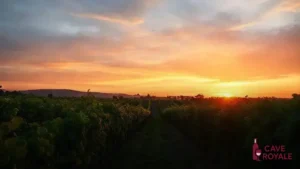 Bordeaux 2005: A Redescoberta de Vinhos Icônicos Após 20 Anos