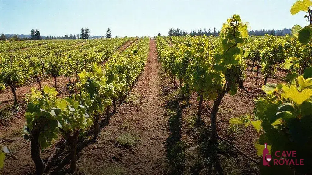como-o-terroir-influencia-os-espumantes Oregon mergulha na produção de vinhos espumantes de qualidade