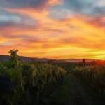 Descubra os melhores vinhos Lirac e Tavel de 2024