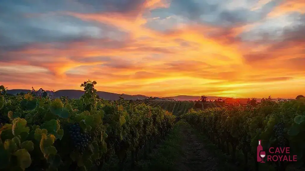 Descubra os melhores vinhos Lirac e Tavel de 2024