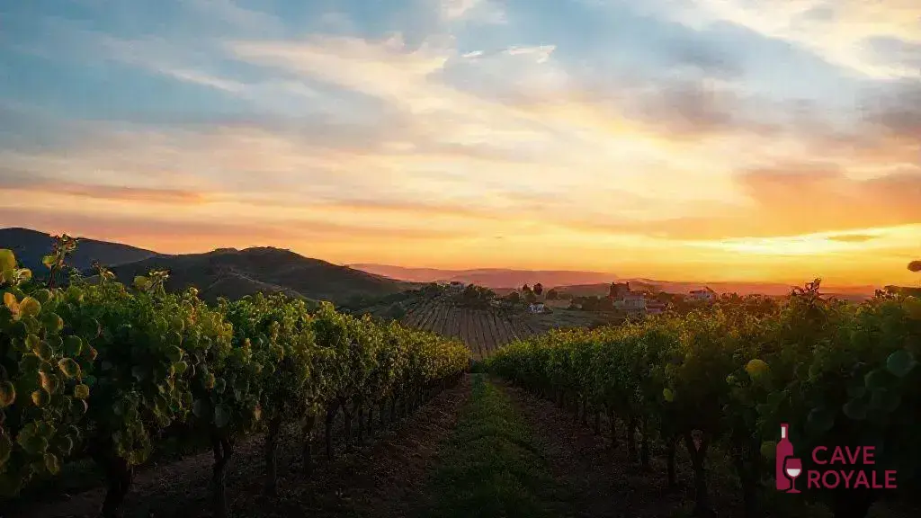 Explorando os Vinhos Gregos do Norte do Peloponnese e Londres