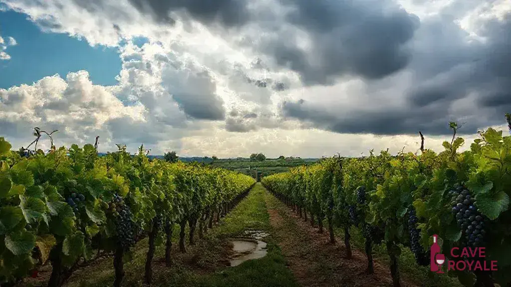 impacto-do-clima-nas-safras Explorando os Vinhos Gregos do Norte do Peloponnese e Londres