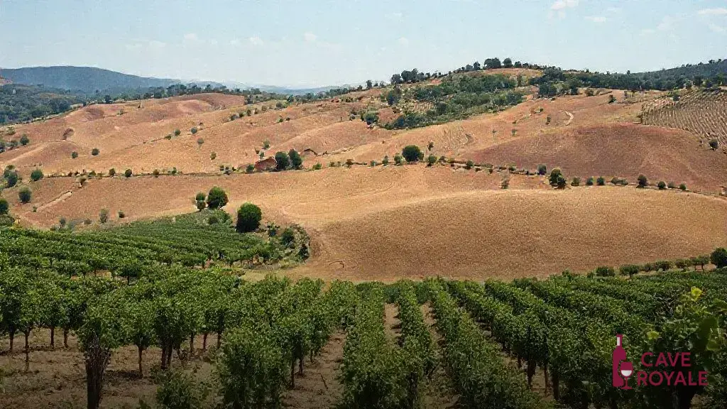 understanding-the-terroir-of-these-regions Descubra os melhores vinhos de Gigondas, Vacqueyras e Beaumes de Venise em 2024