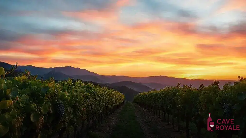 Vinhos Espinhos: O que são e por que amar